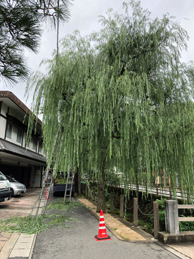 秋祭り前 柳の葉刈り 9月24日 城崎温泉 ときわ別館 公式サイト