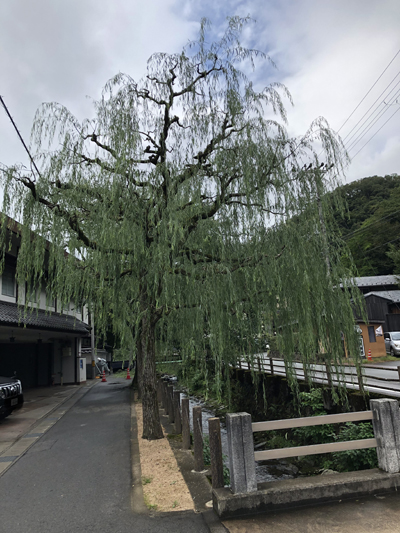 秋祭り前 柳の葉刈り 9月24日 城崎温泉 ときわ別館 公式サイト