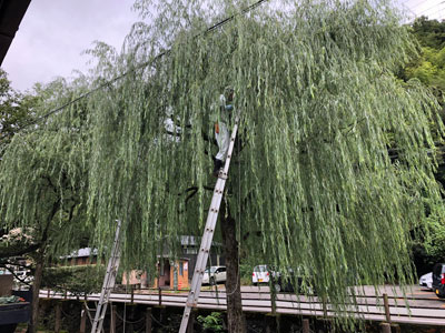 秋祭り前 柳の葉刈り 9月24日 城崎温泉 ときわ別館 公式サイト